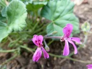 Pink flowers and rounded leaves of Pelargonium reniforme in cultivation