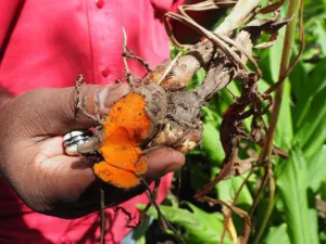 Hand holding a broken fresh Curcuma longa rhizome with bright orange flesh