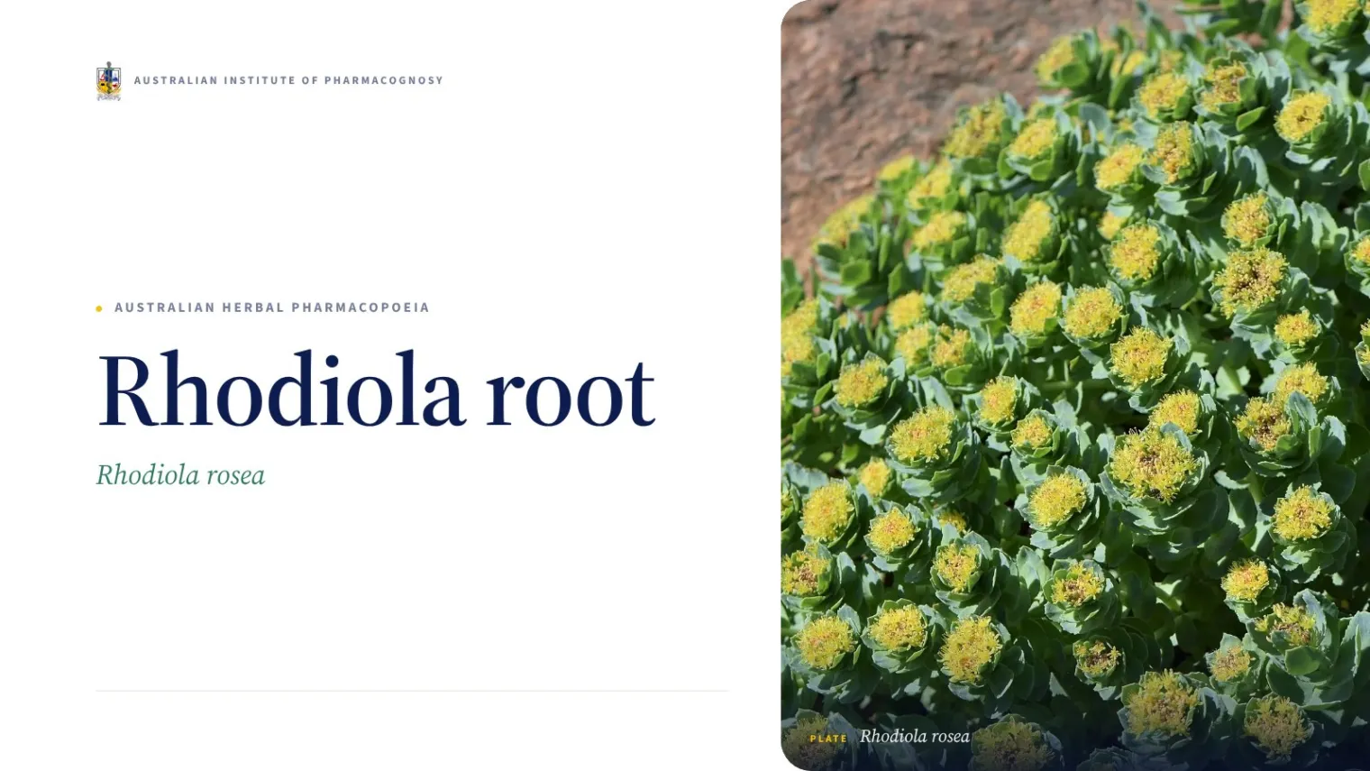 Rhodiola root - Australian Institute of Pharmacognosy