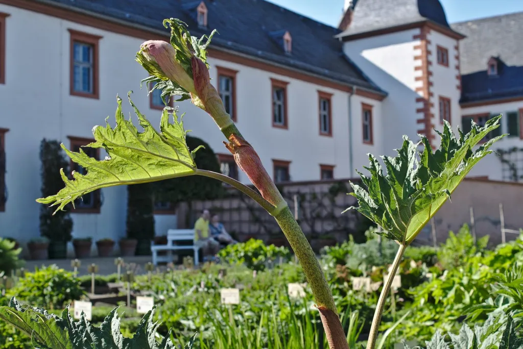 Tall ornamental rhubarb plant in a physic garden