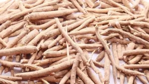 Dried Withania somnifera roots graded and stacked for trade