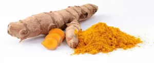 Fresh Curcuma longa rhizomes beside a heap of ground turmeric on a white background