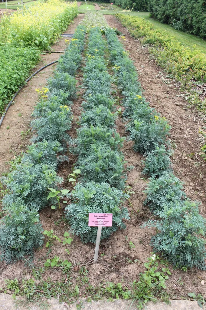 Rows of grey-green rue plants in a medicinal garden