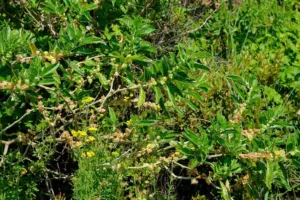 Withania somnifera shrub growing in South Africa