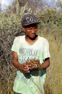 San man in a cap holding freshly gathered devil's claw plant material in the Kalahari bush
