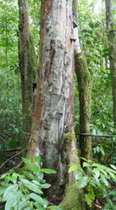Prunus africana tree in the Obo natural park forest on Sao Tome