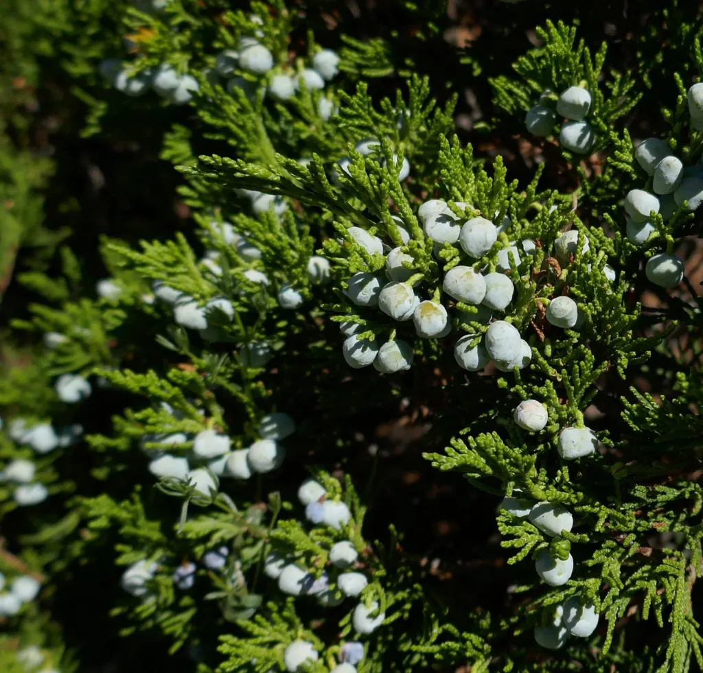 Savin juniper foliage with blue-grey berries
