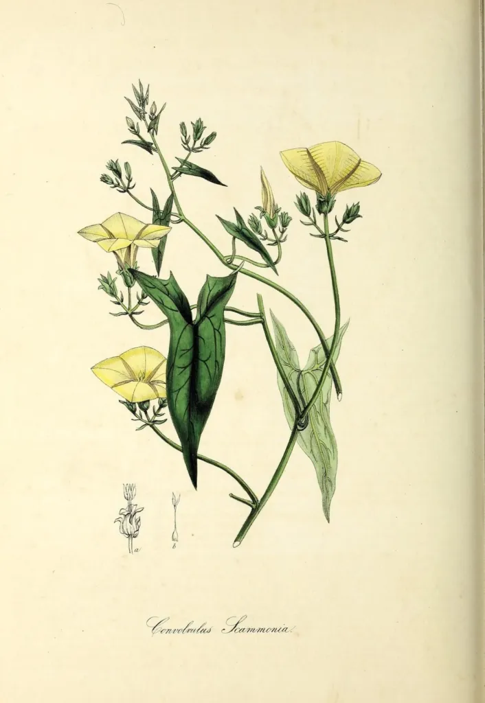 Botanical plate of scammony with pale yellow flowers
