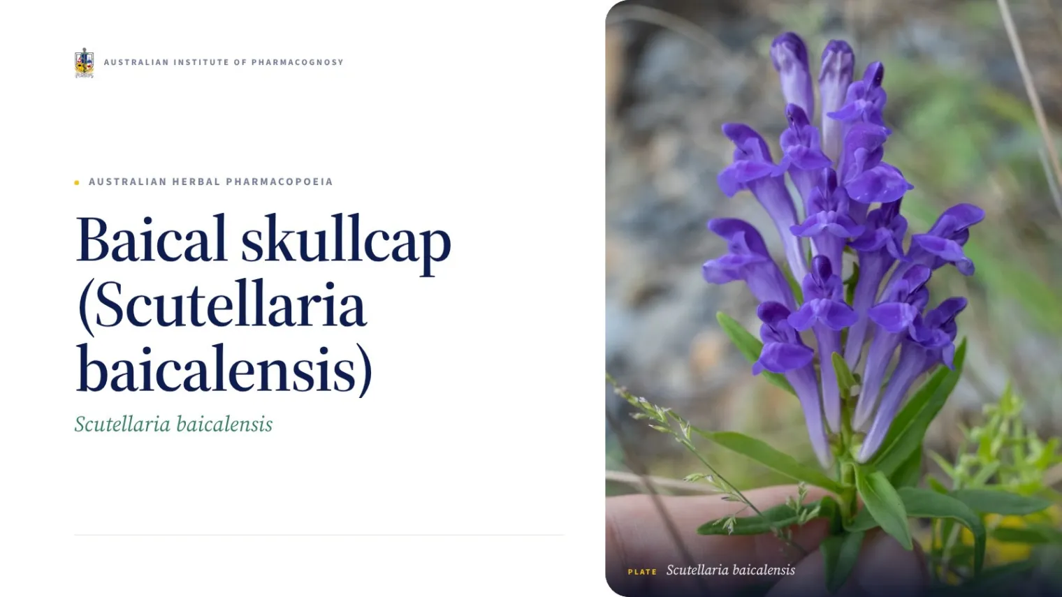 Baical skullcap (Scutellaria baicalensis) - Australian Institute of Pharmacognosy