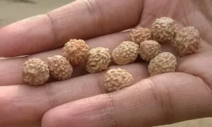 Chapter 3, botany: drupe, stone, seed: jujube stones split open beside their seeds