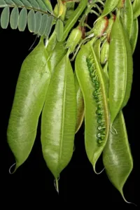 Chapter 10: Lessertia frutescens, an opened pod