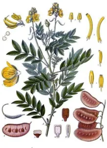 Botanical plate of senna