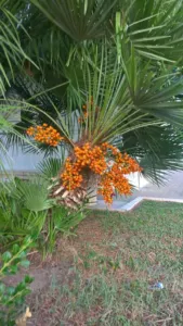 Serenoa repens saw palmetto plant