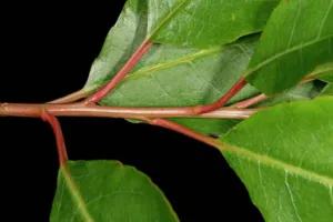 Young shoot of Prunus africana showing characteristic pinkish red stem and petioles