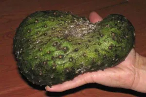 Soursop fruit called sirsak displayed at a market in Indonesia