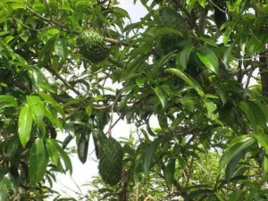 Soursop fruit for sale at a tropical market stall