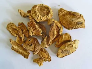 Pile of dried yellow-brown Harpagophytum procumbens tuber slices