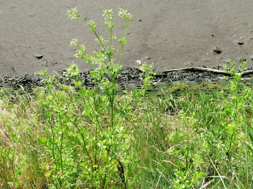 Wild celery growing on a shoreline
