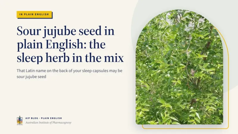 Sour jujube seed in plain English: the sleep herb in the mix