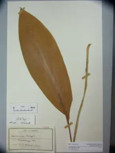 Pressed herbarium specimen of a Curcuma longa leaf on a mounted sheet