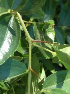 Chapter 2, identity and taxonomy: paired spines on a Ziziphus branch