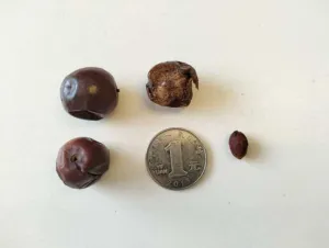 Chapter 6, phytochemistry: dried sour jujube fruits of the spiny variety