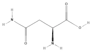 Chemical structure of L-Asparagine