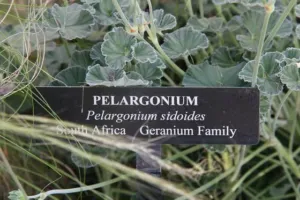 Pelargonium sidoides plant beside a botanic garden label naming the species and the geranium family