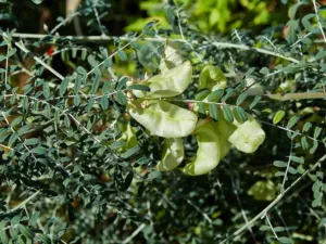 Chapter 11: Lessertia frutescens, a garden plant