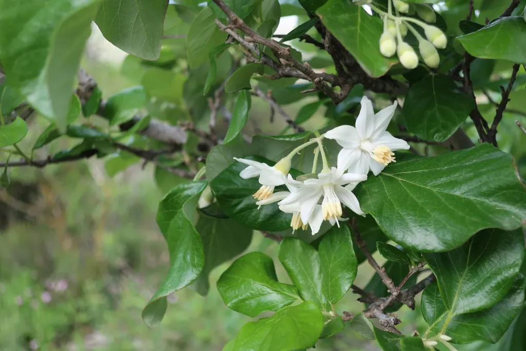 White flowers of the storax tree