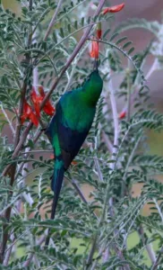 Male malachite sunbird perched on a flowering Lessertia frutescens at Kirstenbosch