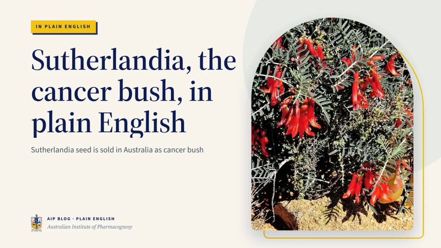 Sutherlandia, the cancer bush, in plain English - Australian Institute of Pharmacognosy
