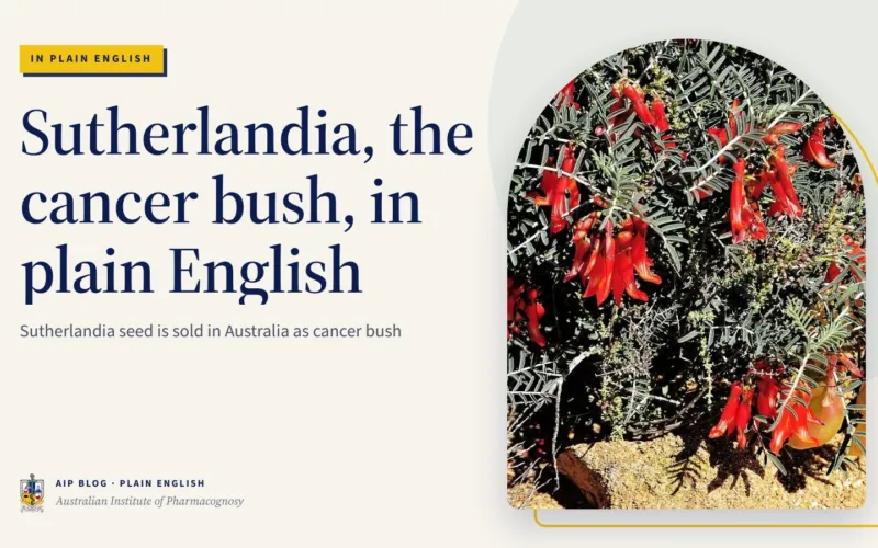 Sutherlandia, the cancer bush, in plain English