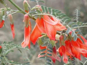 Chapter 9: Lessertia frutescens, flowers in the Swartberg