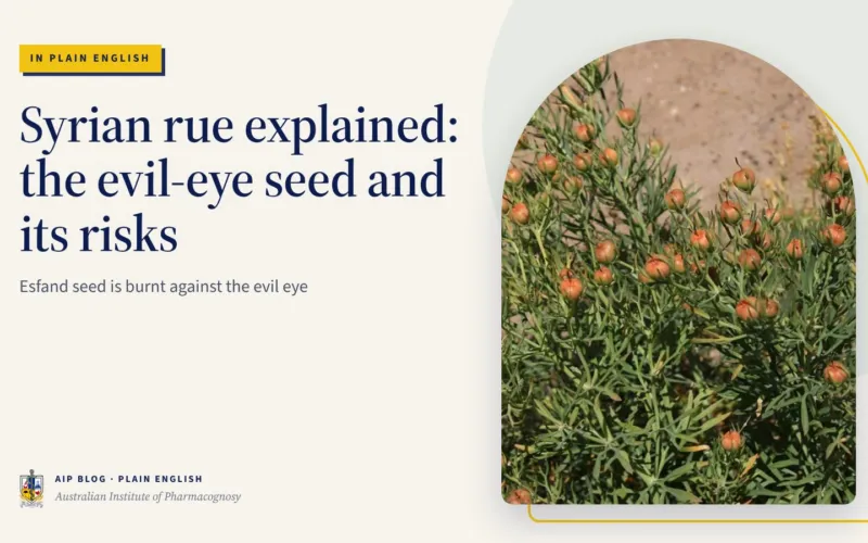 Syrian rue explained: the evil-eye seed and its risks