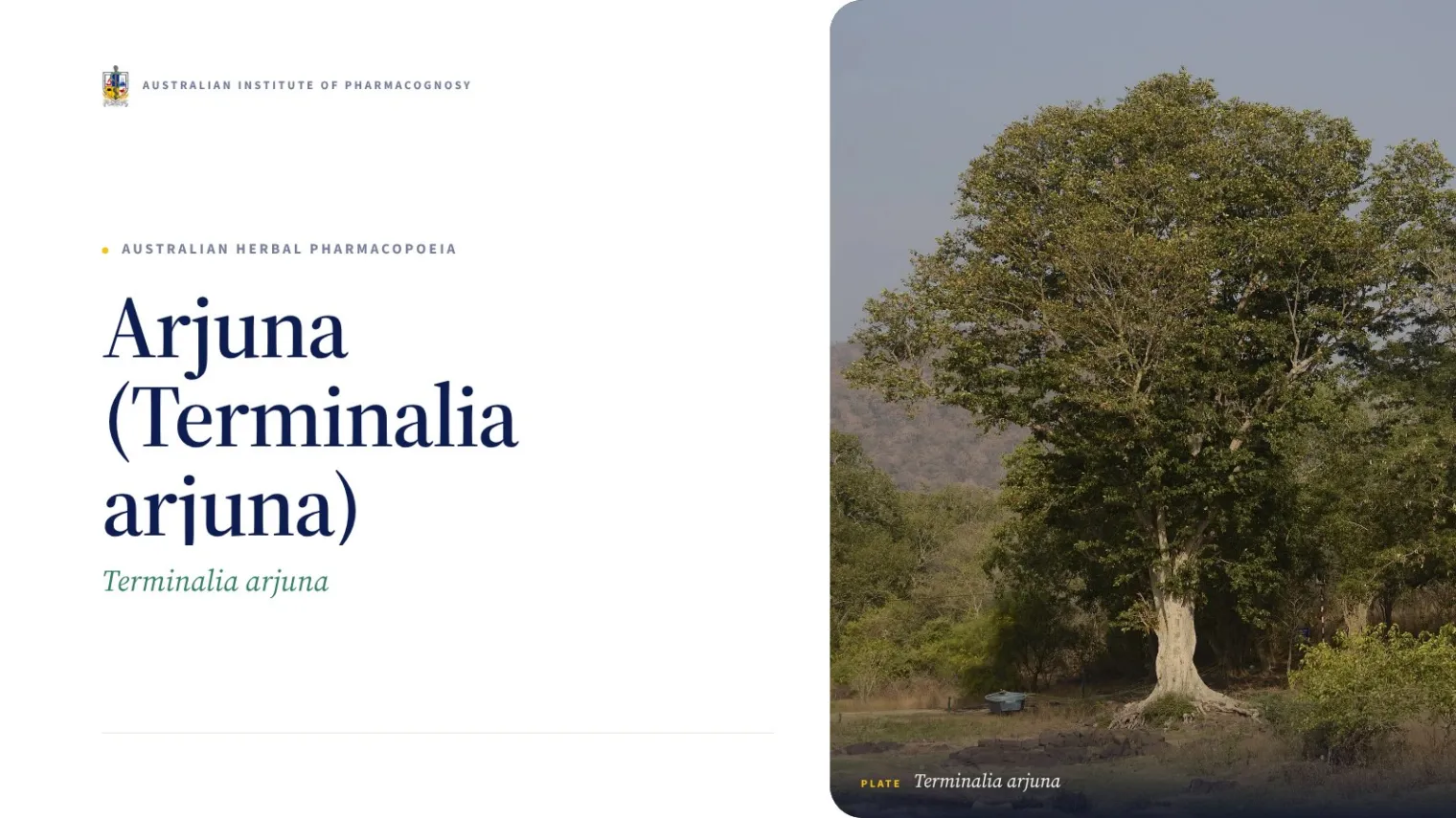 Arjuna (Terminalia arjuna) - Australian Institute of Pharmacognosy