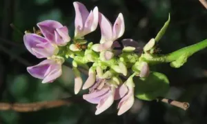 Pink pea flowers of Abrus precatorius in a crowded cluster