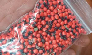 Collected rosary pea seed in a sealed bag held over a wooden bowl