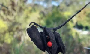 A single blackened rosary pea pod against a blue sky, one seed remaining