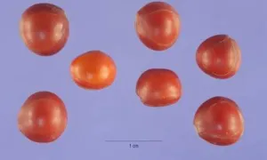 Uniformly scarlet seeds of Adenanthera pavonina, the commonest harmless look-alike