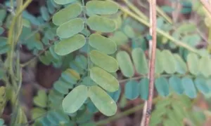 Backlit leaflets and wiry stem of Abrus precatorius in the field