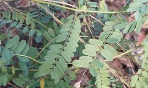Fine pinnate foliage of Abrus precatorius photographed at Woombye, Queensland