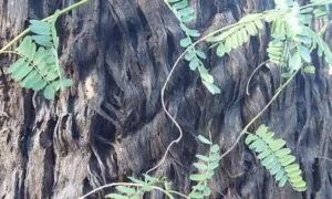 Abrus precatorius vine twining over a fibrous trunk in south-east Queensland