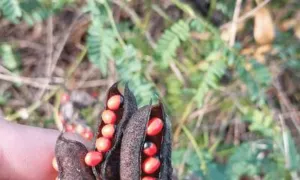 A hand holding two opened Abrus precatorius pods with red and black seeds attached