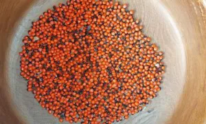 A wooden bowl holding several thousand rosary pea seeds