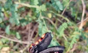 An opened rosary pea pod held in the hand, seeds still attached to the valve