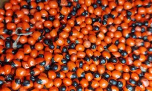 A dense mass of scarlet and black rosary pea seeds seen from above