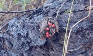 An opened rosary pea pod with seeds, resting on a fire-blackened fallen trunk