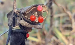 A dehisced Abrus precatorius pod hanging on the vine with four seeds in place