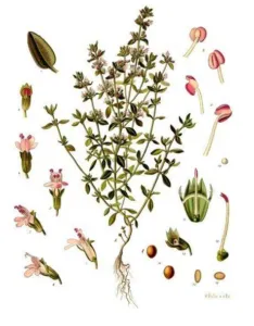 Botanical plate of thyme